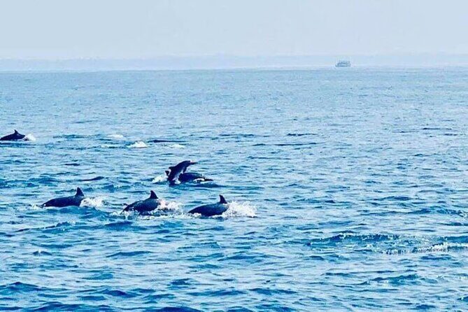 Dolphin Watching in Kalpitiya - Why Choose This Tour?