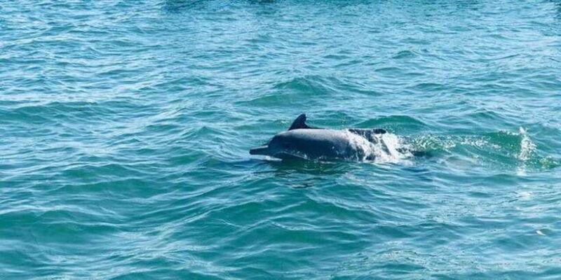 dolphin-watching-in-kalpitiya