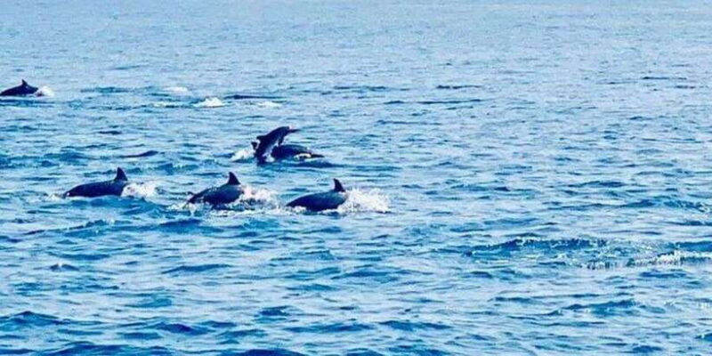 dolphin-watching-in-kalpitiya