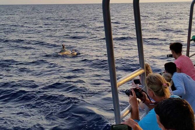 Dolphin Watching in Majorca - Introduction: What the Tour Offers and Why It Matters