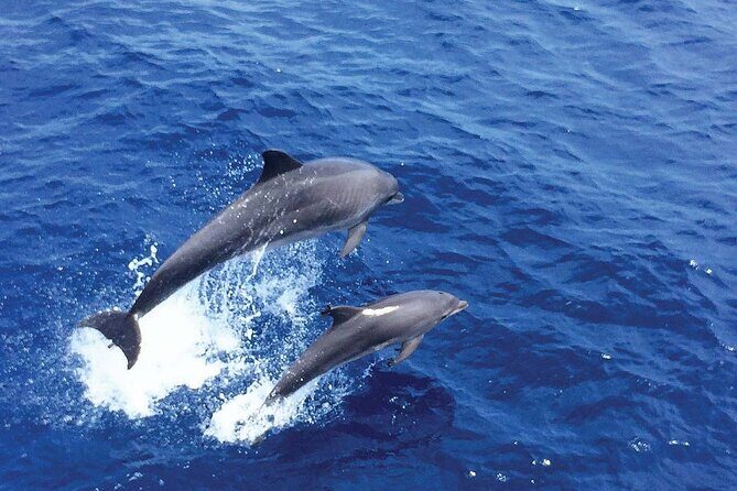 Dolphin Watching in Majorca - FAQs About Dolphin Watching in Mallorca