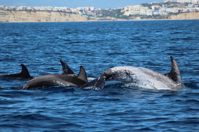 dolphin-watching-in-marina-de-lagos