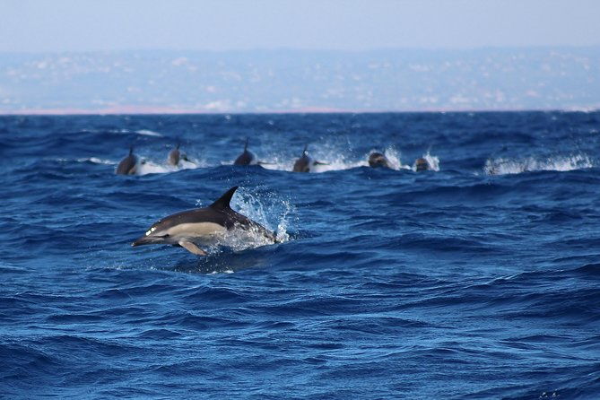 dolphin-watching-in-marina-de-lagos