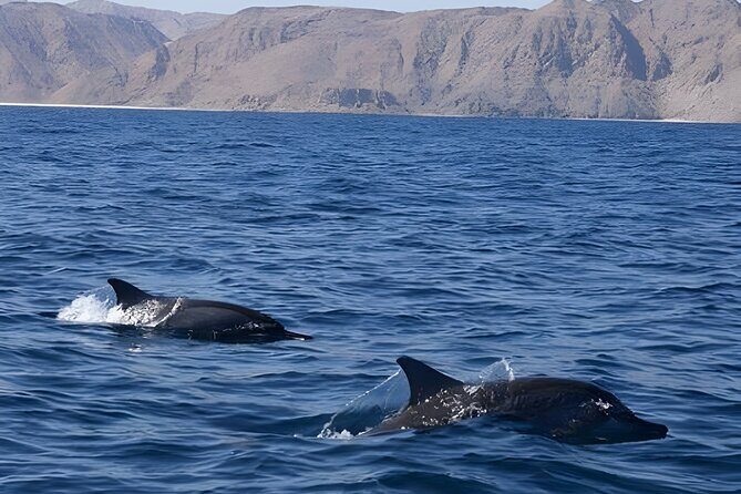Dolphin Watching in Muscat - Detailed Breakdown of the Itinerary