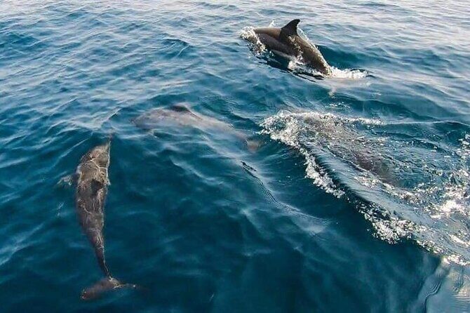 Dolphin Watching in Muscat - Final Verdict: Who Should Sign Up?