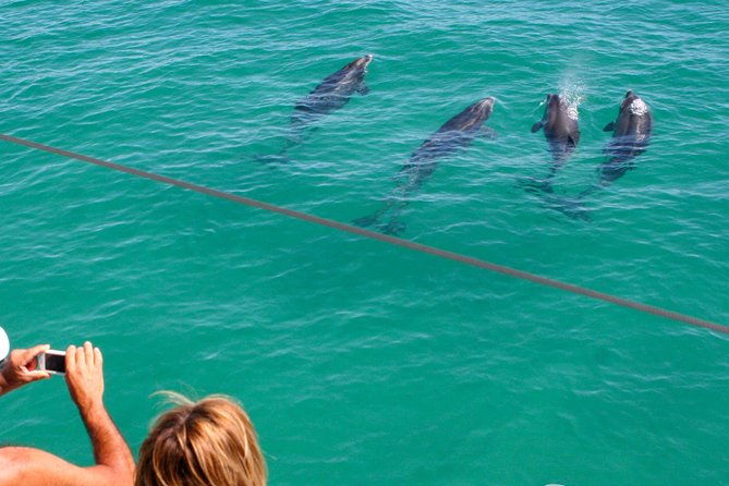 dolphin-watching-in-the-wild-half-day