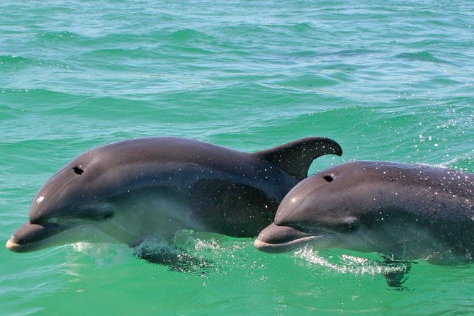 dolphin-watching-in-the-wild-half-day