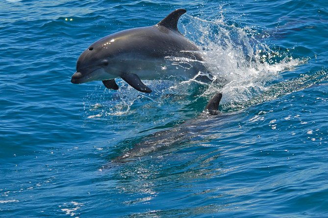 dolphin-watching-in-the-wild-half-day