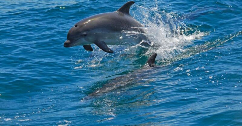 dolphin-watching-in-the-wild-half-day-private-tour
