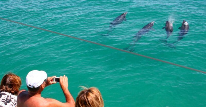 Dolphin Watching in the Wild - Half Day Tour - The Itinerary — What You Can Expect