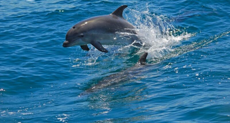 Dolphin Watching in the Wild - Half Day Tour - The Price and Value — Is It Worth It?