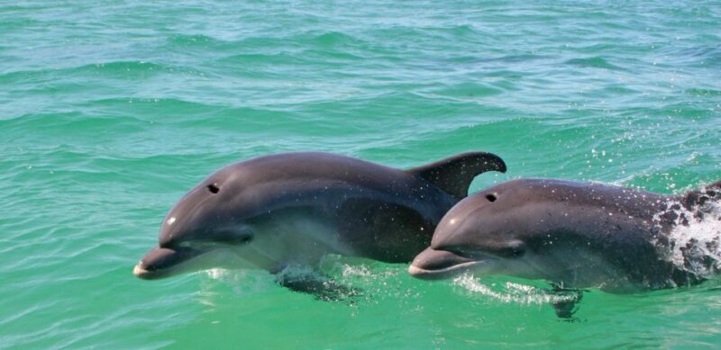 Dolphin Watching in the Wild - Half Day Tour - Final Thoughts — Is It Worth Your Time?