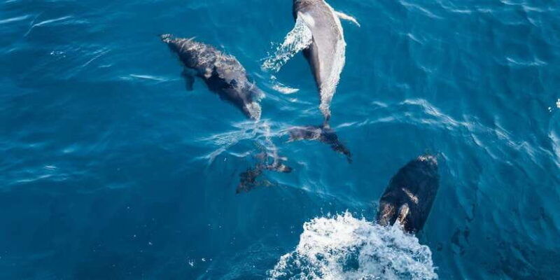 dolphin-watching-in-trincomalee
