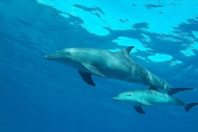 Dolphin Watching & Snorkeling Adventure with Lunch - What Travelers Say