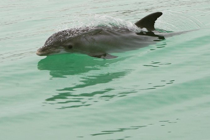 dolphin-watching-speedboat-cruise-in-destin-harbor