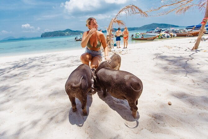 Dolphin Watching Tan and Pig Island Tour from Koh Samui - Pricing and Value