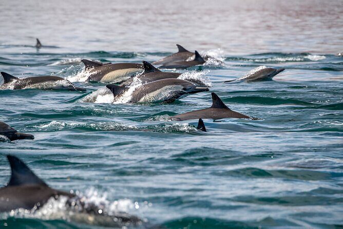 Dolphin Watching Tour & Josani Forest Sea Trip - Zanzibar - Key Points