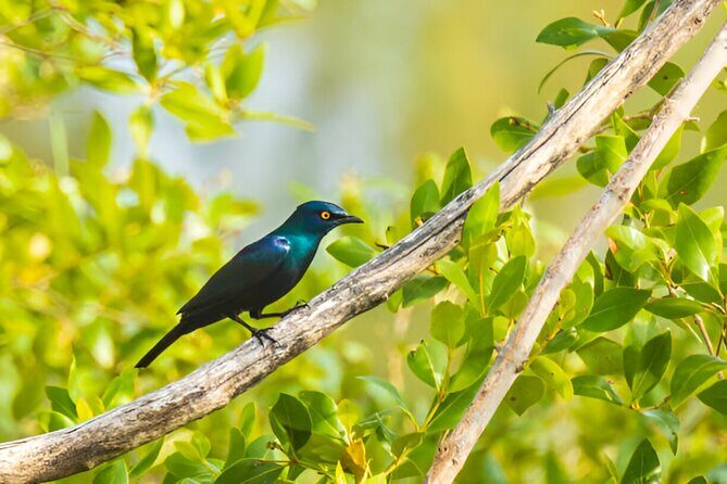 Dolphin Watching Tour & Josani Forest Sea Trip - Zanzibar - A Full Breakdown of the Experience