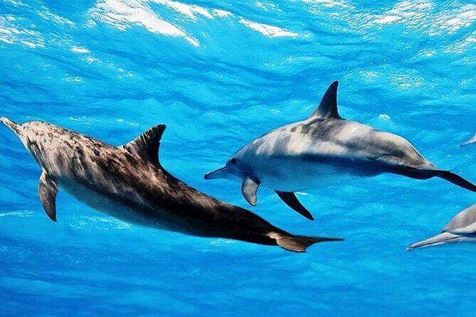 Dolphin Watching Tour & Josani Forest Sea Trip - Zanzibar - Final Thoughts