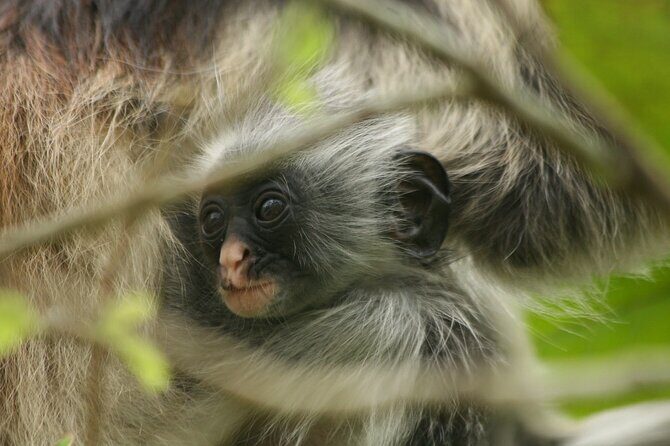 Dolphin Watching Tour & Josani Forest Sea Trip - Zanzibar - FAQ