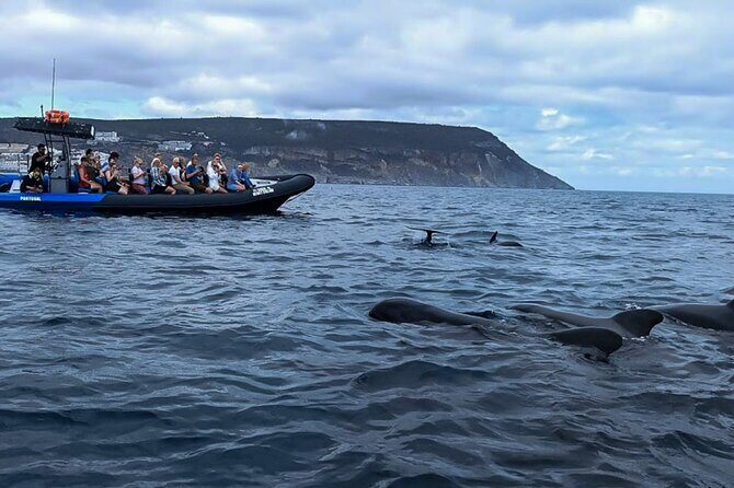 Dolphin Watching with Biologist in Arrábida Natural Park - An In-Depth Look at the Tour