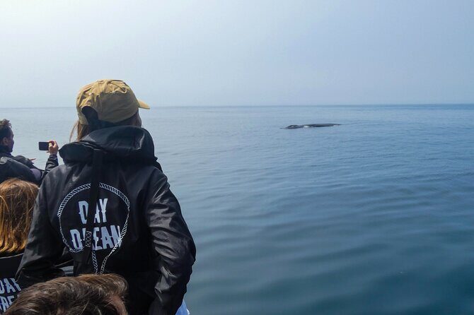 Dolphin Watching with Biologist in Arrábida Natural Park - Why This Tour Is Perfect for You