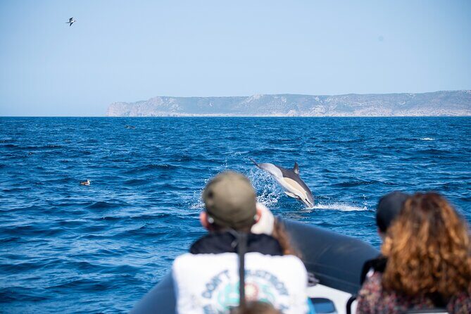 Dolphin Watching with Biologist in Arrábida Natural Park - FAQ