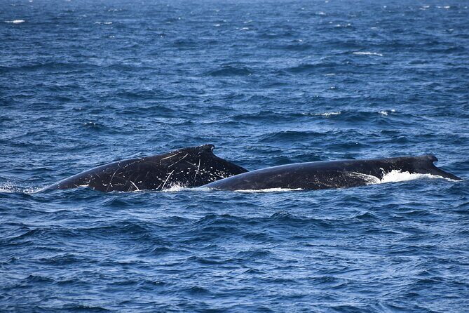 Dolphin & Whale Cruise - Practical Information: Transportation, Pricing, and Booking