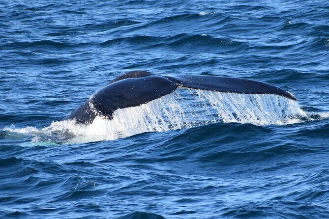 Dolphin & Whale Cruise - Final Thoughts: Is This Tour for You?