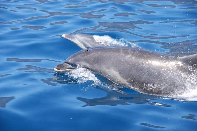 dolphin-whale-turtle-bird-watching
