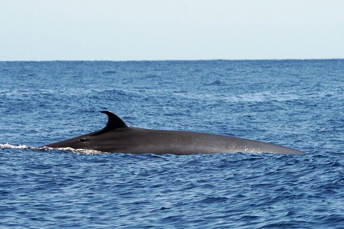 dolphin-whale-turtle-bird-watching