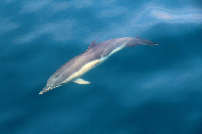 Dolphin & Whale Watching (4hrs) + Blasket Island Landing (3hrs) - What You Can Expect on This 7-Hour Adventure