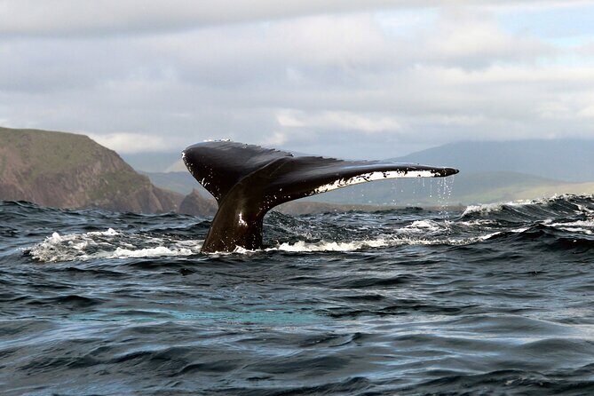 Dolphin & Whale Watching (4hrs) + Blasket Island Landing (3hrs) - Practical Details and Value