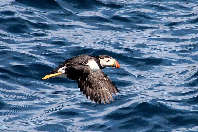 Dolphin & Whale Watching (4hrs) + Blasket Island Landing (3hrs) - The Sum Up