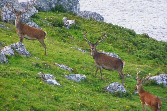 Dolphin & Whale Watching (4hrs) + Blasket Island Landing (3hrs) - FAQ