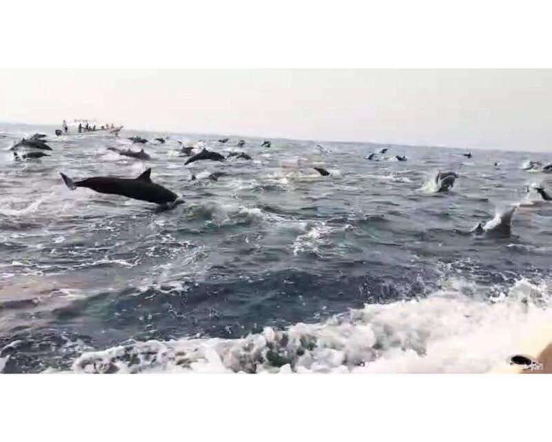 dolphins-and-whales-watching-in-puerto-escondido
