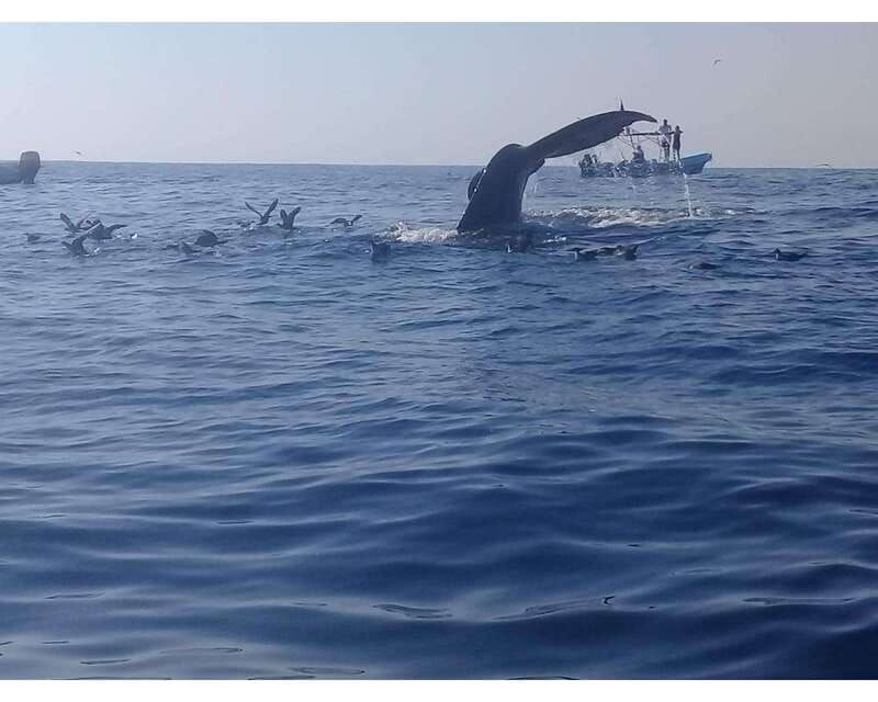 dolphins-and-whales-watching-in-puerto-escondido