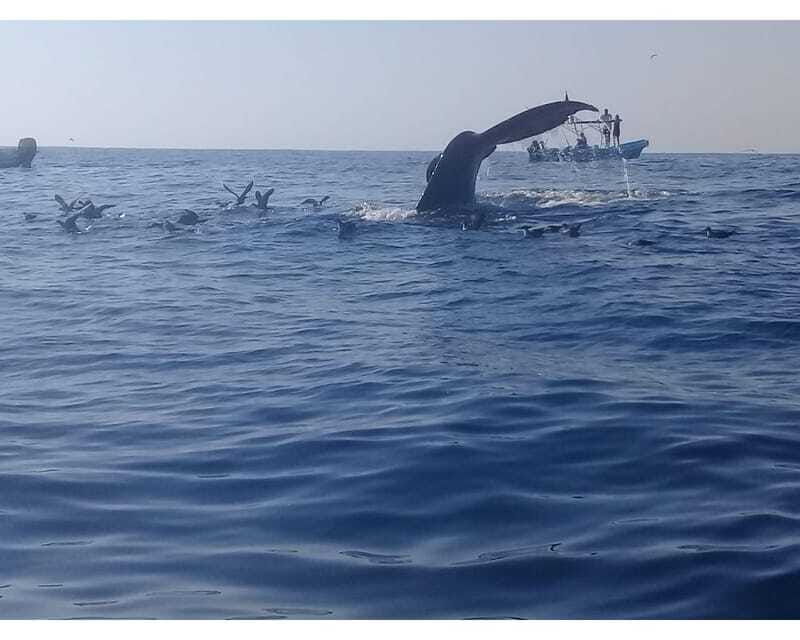dolphins-and-whales-watching-in-puerto-escondido