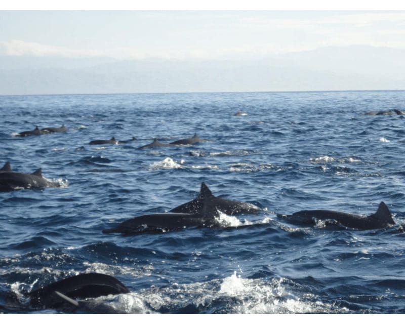 dolphins-and-whales-watching-in-puerto-escondido