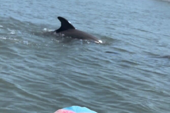 dolphins-and-wildlife-ecotour