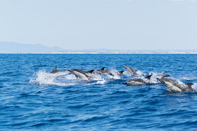 dolphins-caves-on-rib-boat