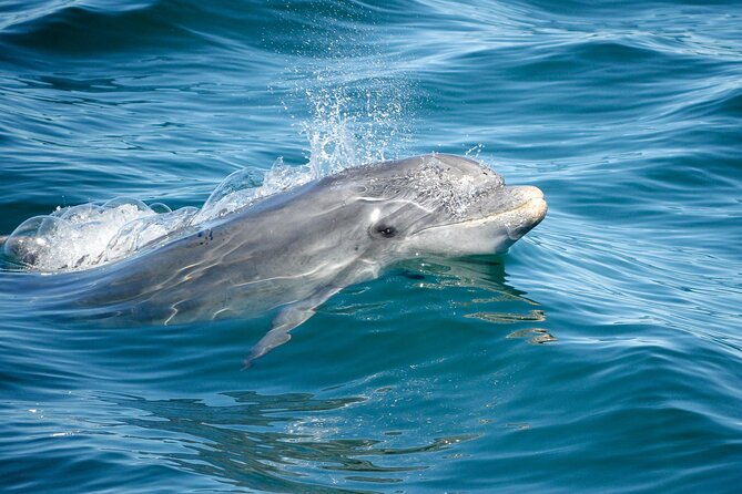dolphins-caves-on-rib-boat