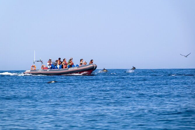 dolphins-caves-on-rib-boat