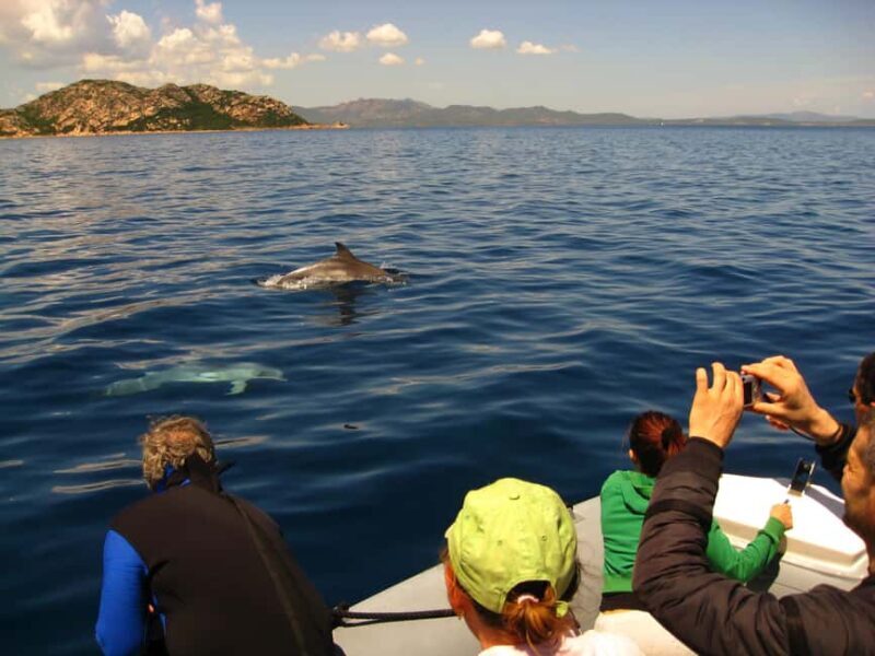 Dolphins: Dolphin Watching Tour and Capo Figari by Raft - The Itinerary and Experience Breakdown  