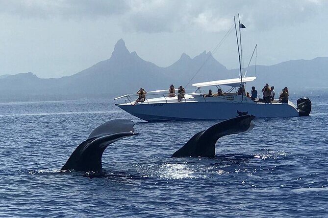 Dolphins Encounter and Whale Watching - The Experience: What to Expect from Start to Finish