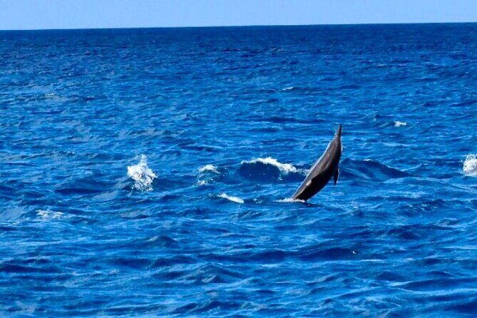 Dolphins Encounter and Whale Watching - Value for Money and Practical Details