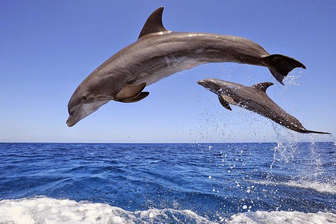 dolphins-island-cruise