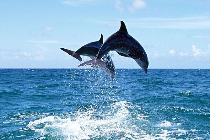 dolphins-island-cruise