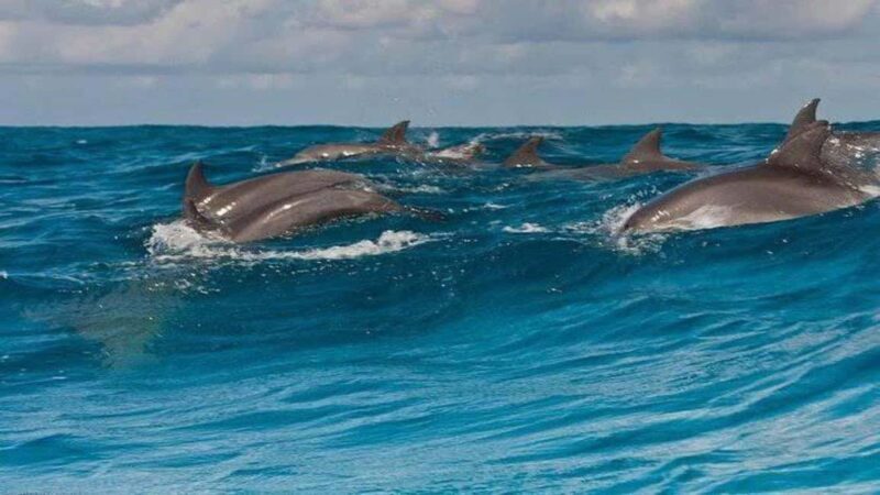 Dolphins & Snorkeling Zanzibar: Mnemba Island Tour - What to Consider Before Booking