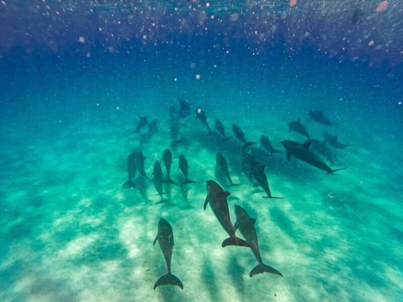 Dolphins tour and turtles swimming in kizimkazi - A Closer Look at the Tour Experience
